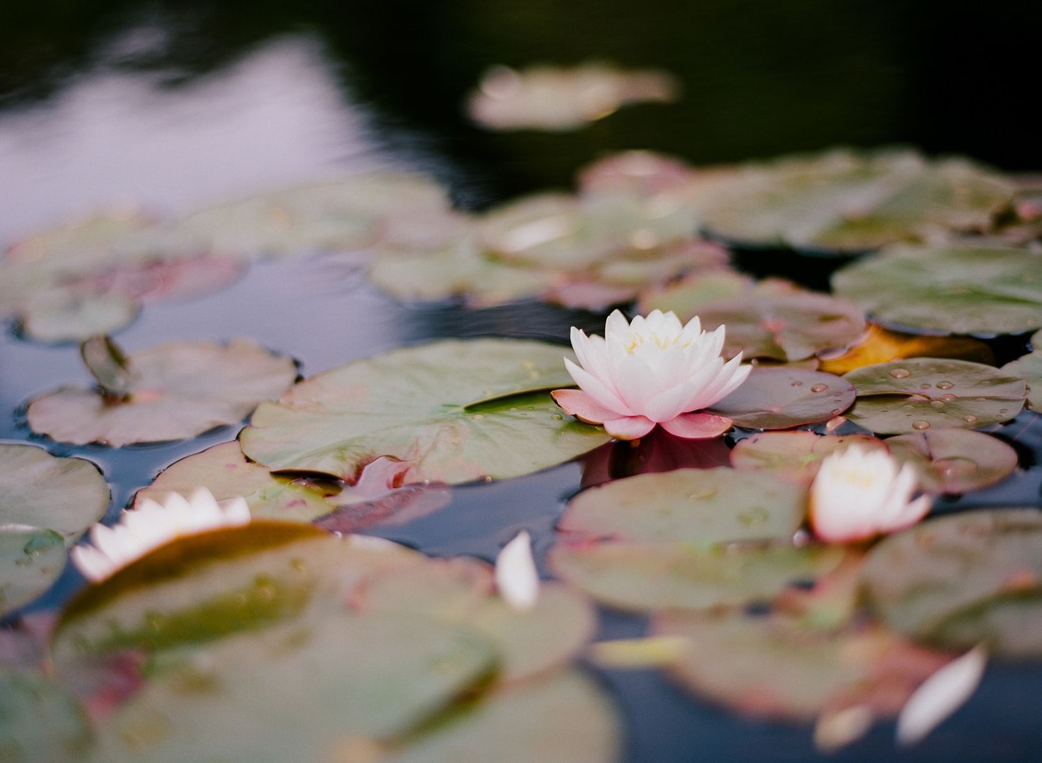 Pink and white water lilies floating peacefully on dark reflective water.