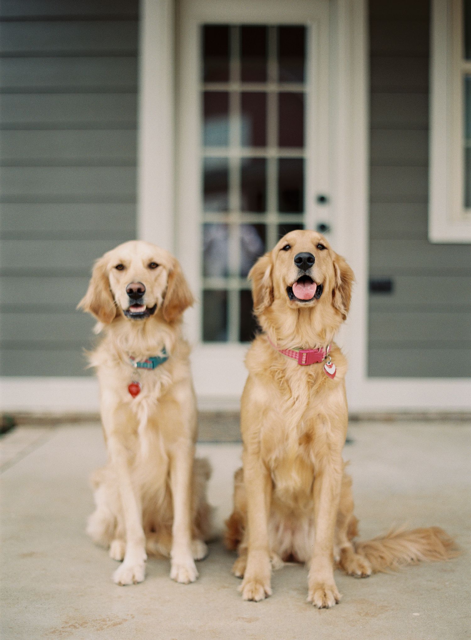 Two golden retriever dogs sitting together on a porch in front of a gray house.
