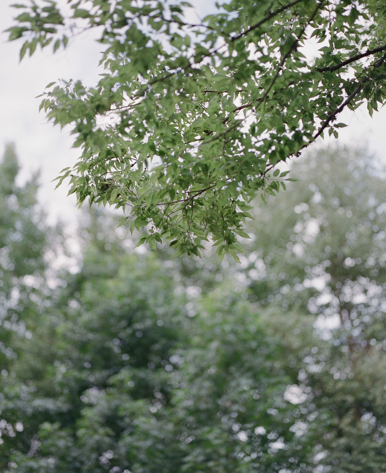 Green maple leaves creating a natural canopy against a soft, bright sky.