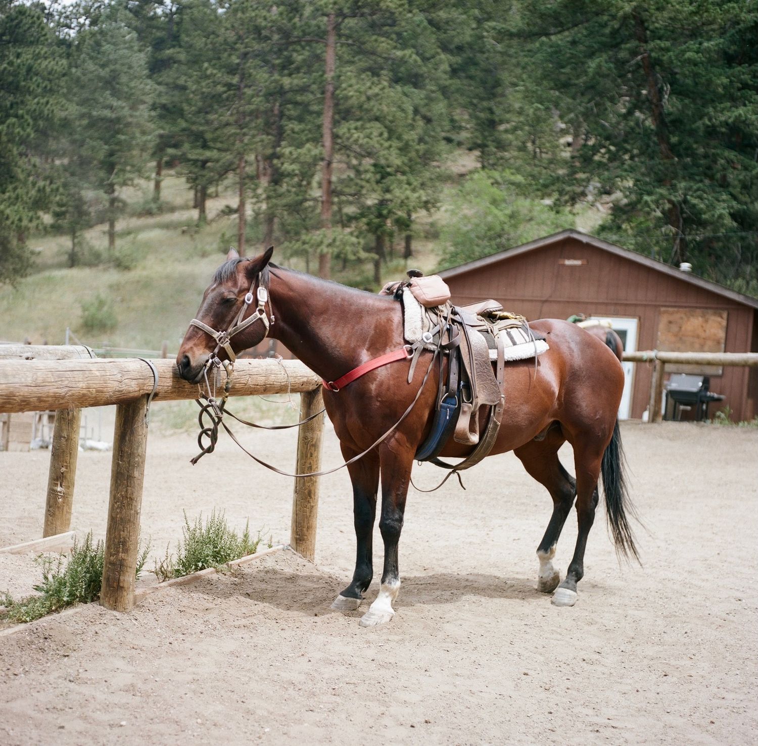 Row of saddled brown horses tied to wooden posts at a rustic stable.