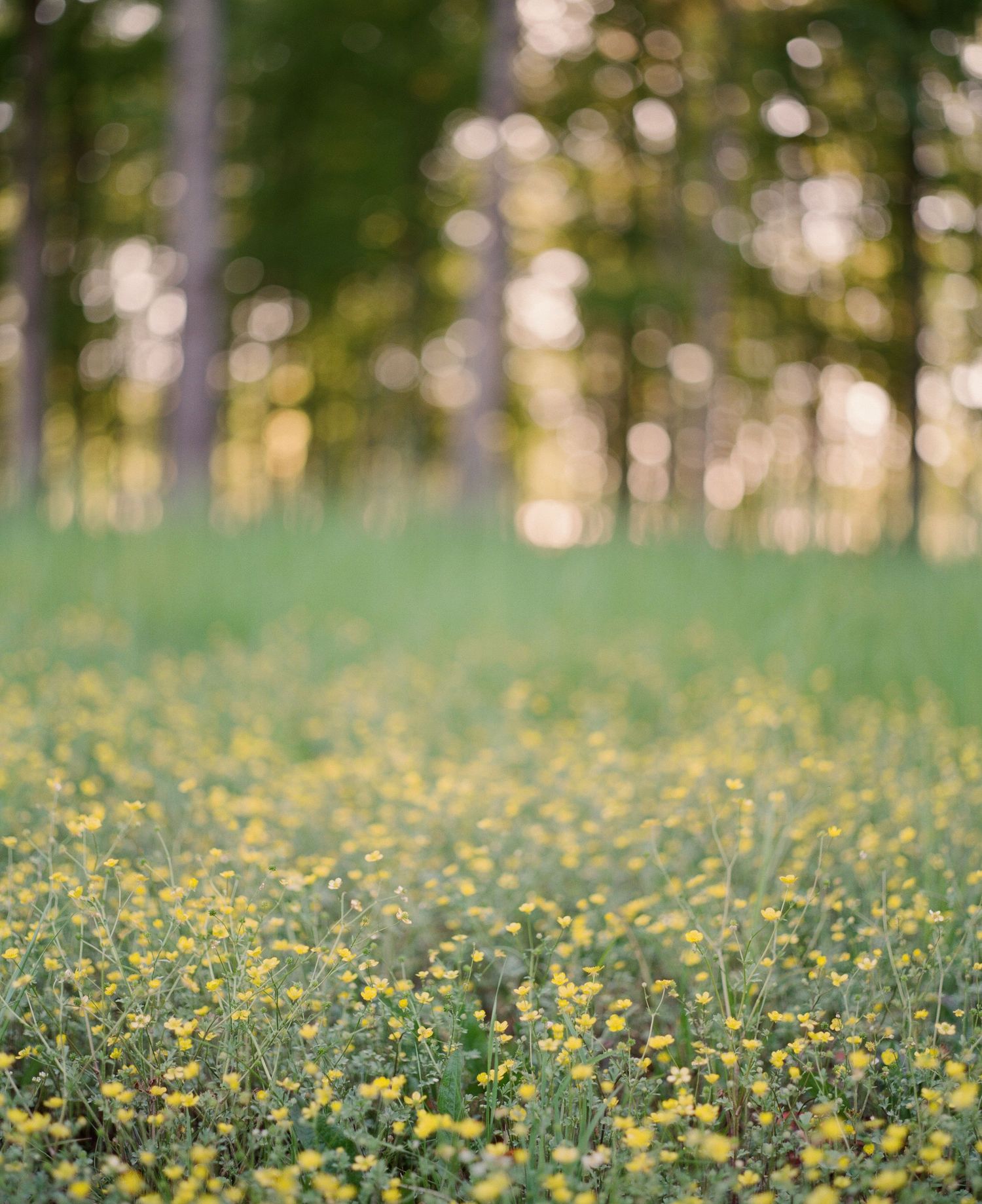 A lush meadow filled with tiny yellow wildflowers in soft focus, with blurred green trees in the background.