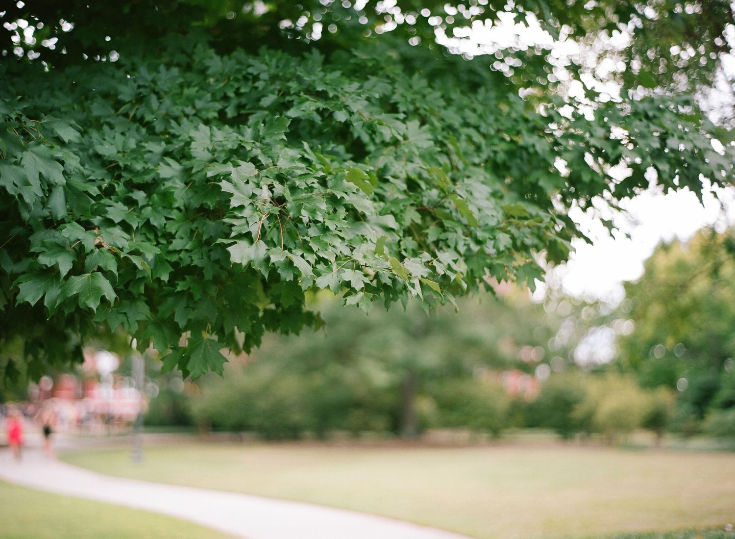 Tree branches with green leaves frame an outdoor path.