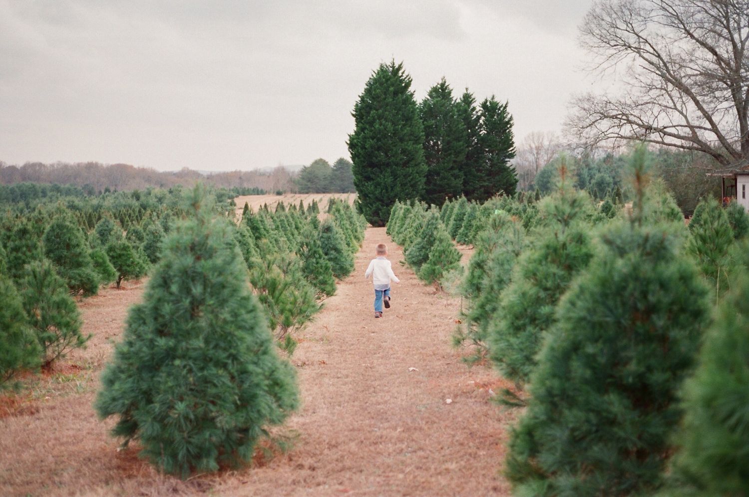 Row of evergreen Christmas trees growing in a tree farm field.