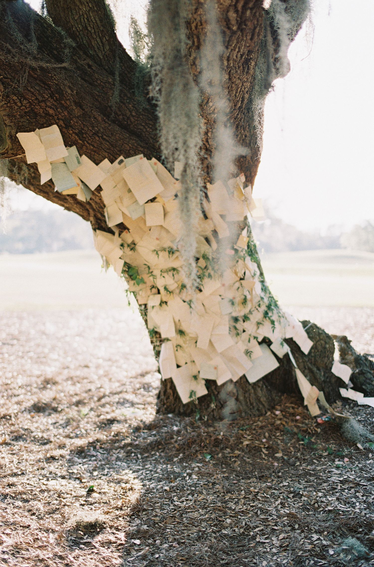 Close-up of tree bark with torn paper pieces attached in an artistic arrangement.