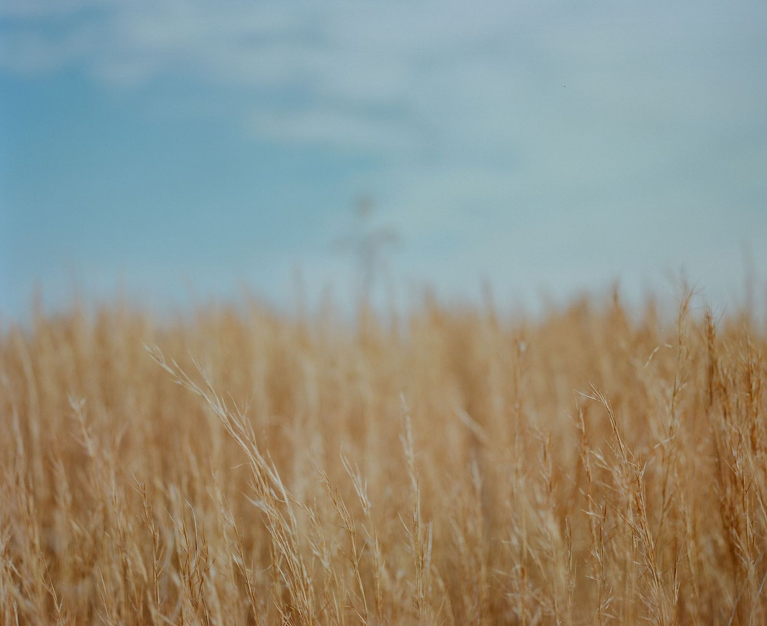 Golden wheat field under a bright blue sky on a sunny day.