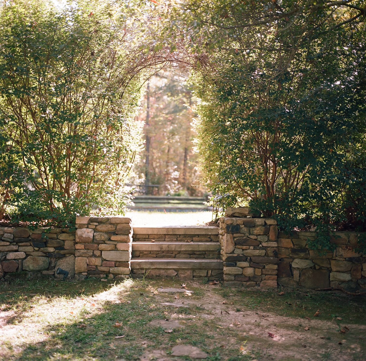 Stone steps leading through an archway of trees in a garden setting.