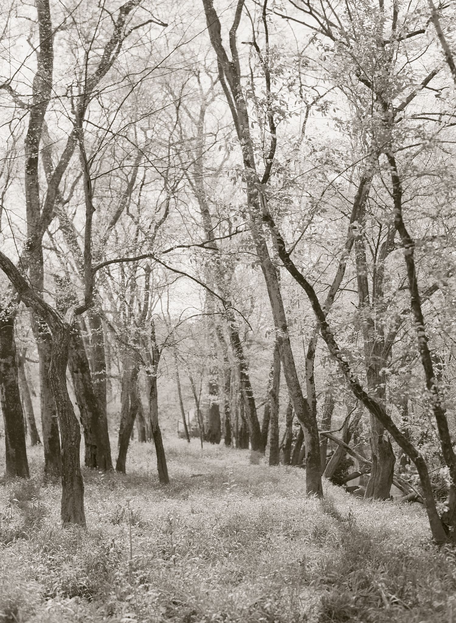 Black and white landscape of a serene wooded path with bare trees in winter.