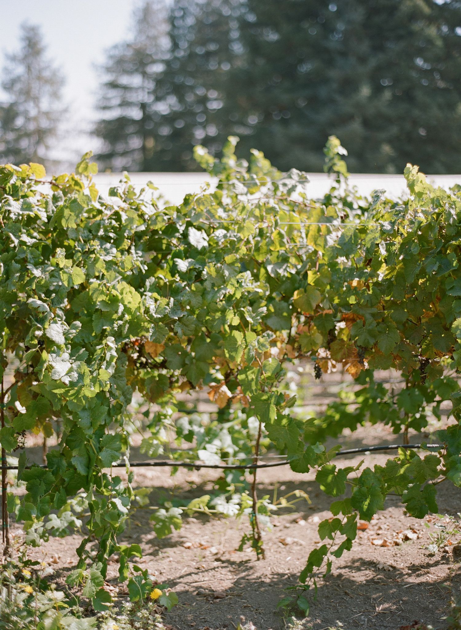 Lush green grapevines growing in neat rows at a vineyard.