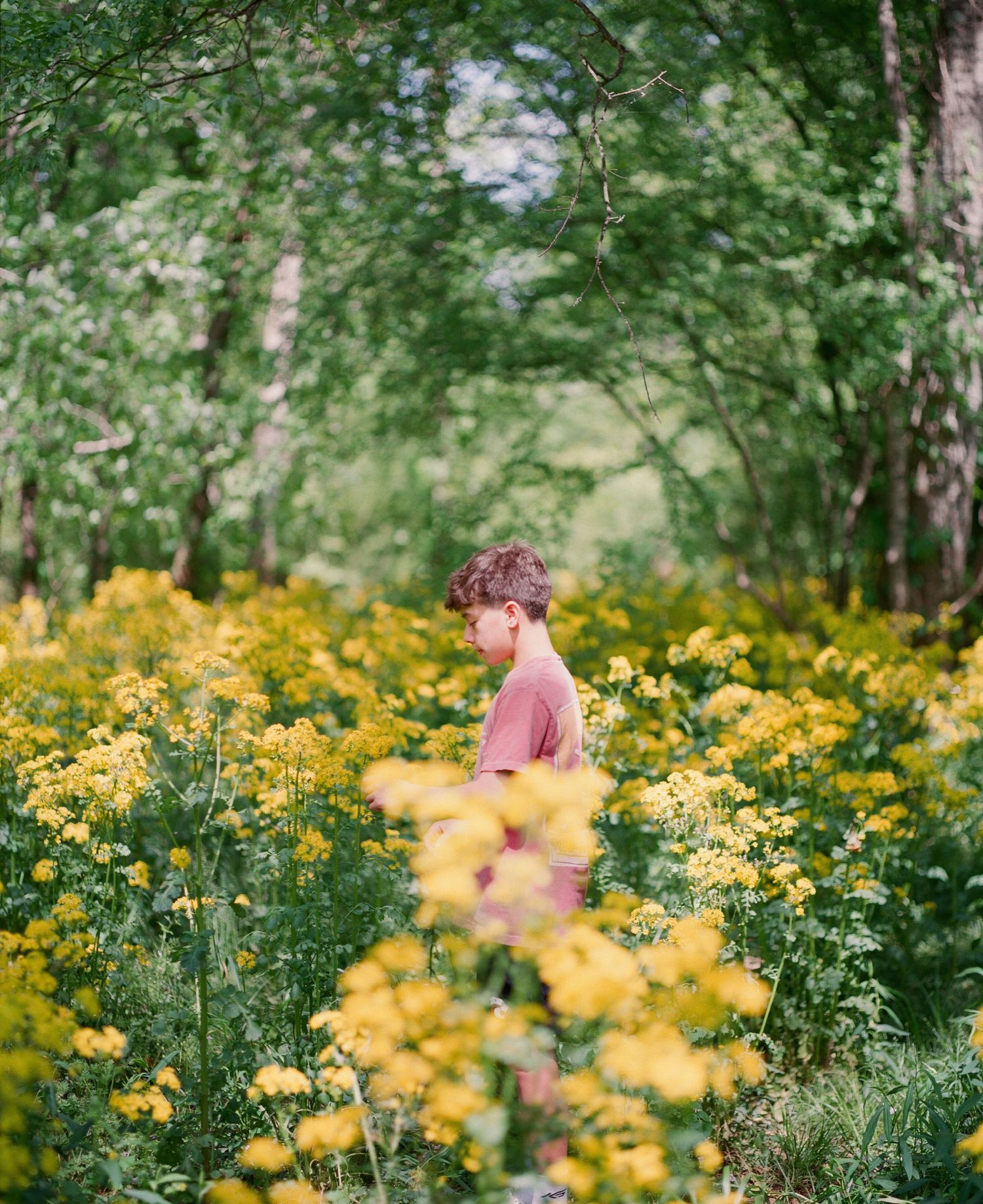 A child stands among vibrant yellow wildflowers in a lush green forest, wearing a pink shirt.