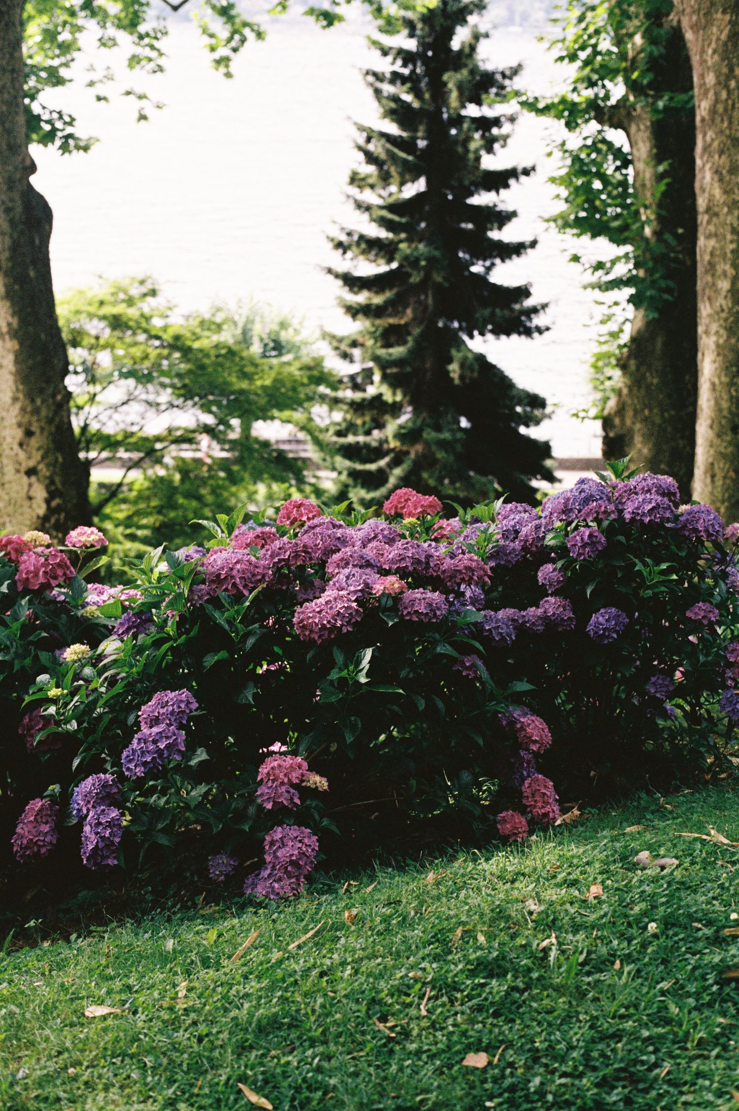 Lush purple and pink hydrangea bushes blooming in a garden with tall evergreen trees and green grass.