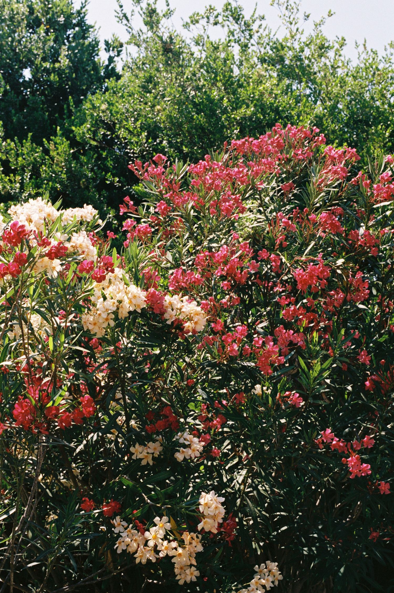 Vibrant red and white oleander flowers blooming on lush green shrubs in a sunny garden setting.