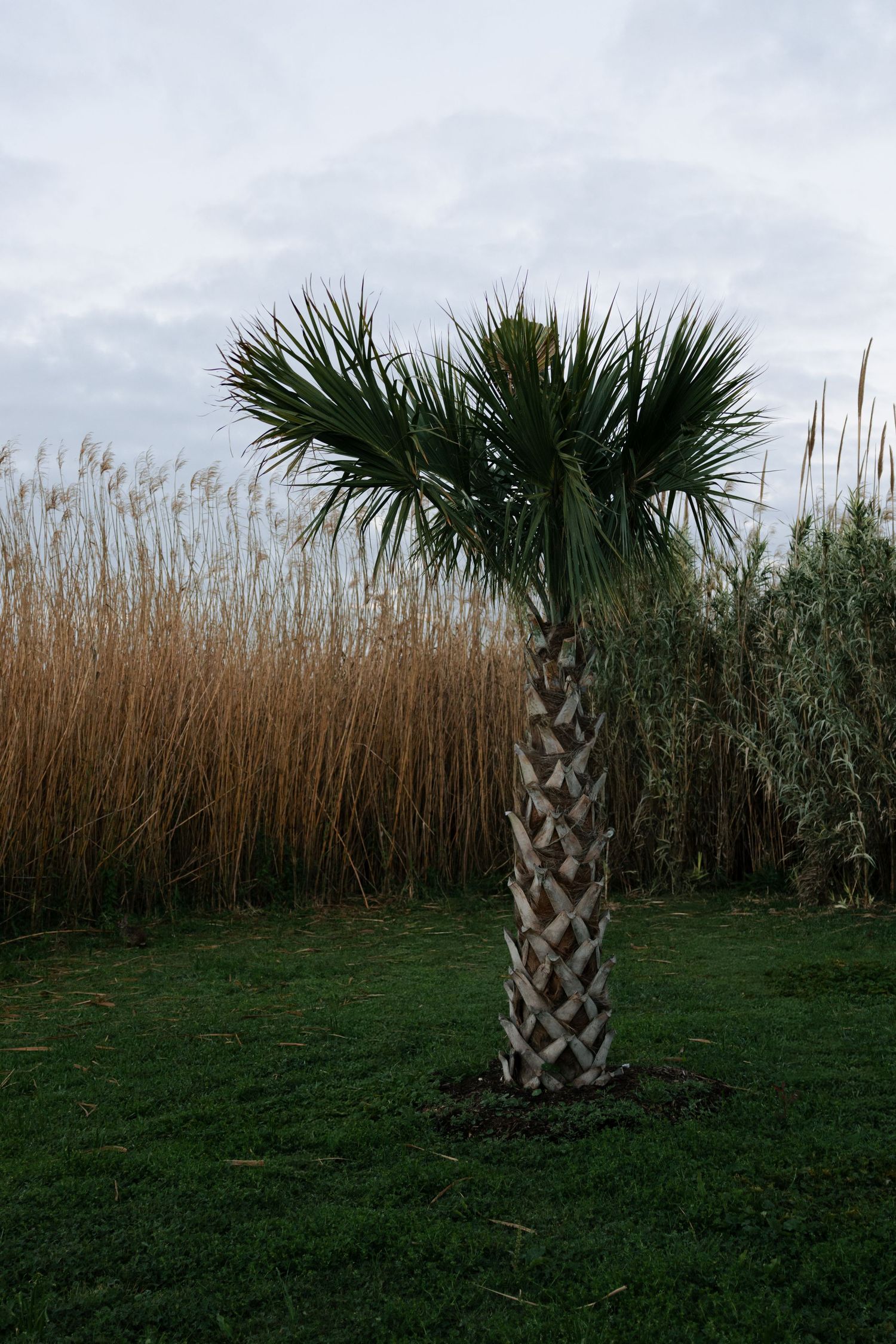 Lone palm tree standing in green grass before tall golden reeds under an overcast sky at wedding venue.