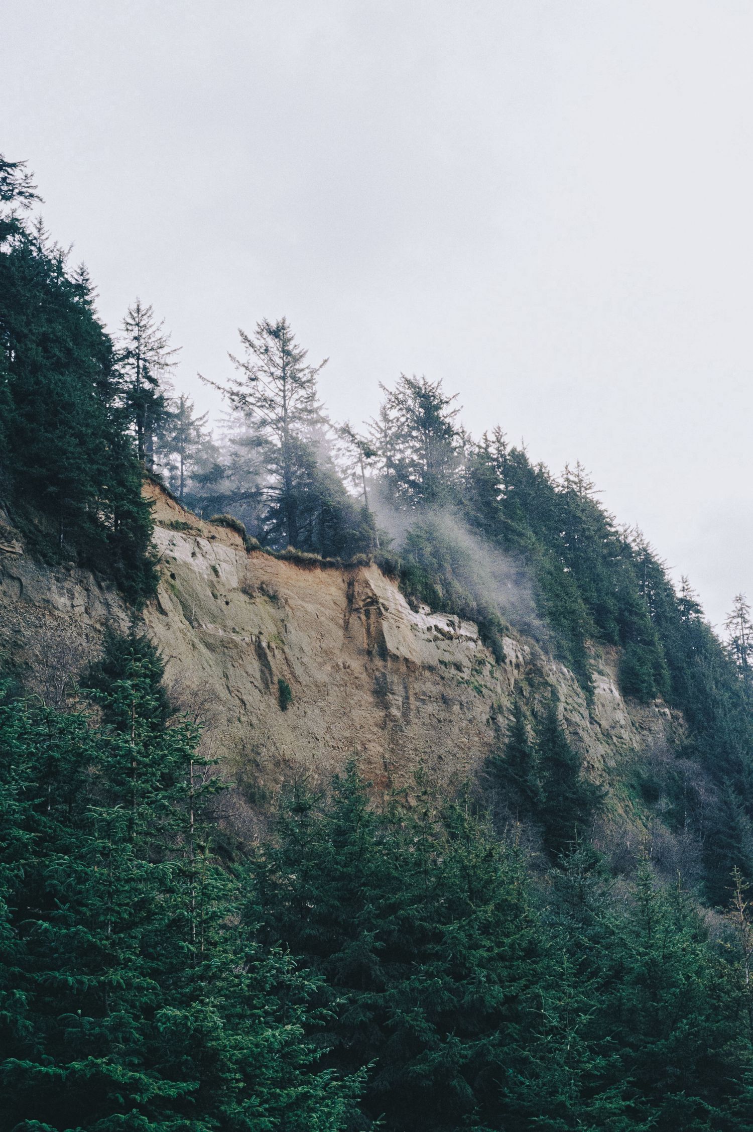 Misty forested cliff with tall evergreen trees emerging through fog on a rocky hillside under an overcast sky.