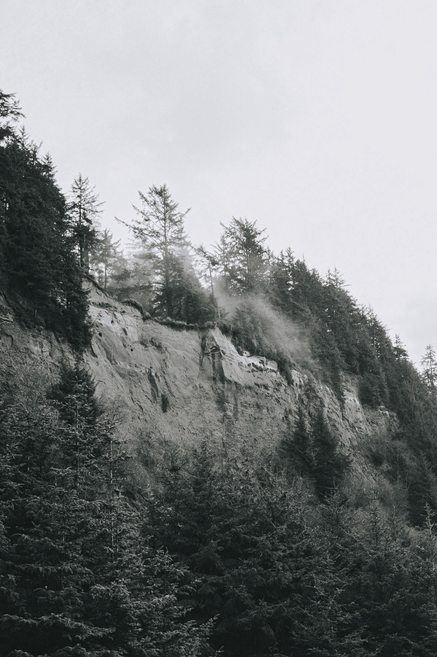 Black and white landscape of misty evergreen trees growing on a steep rocky cliff face.