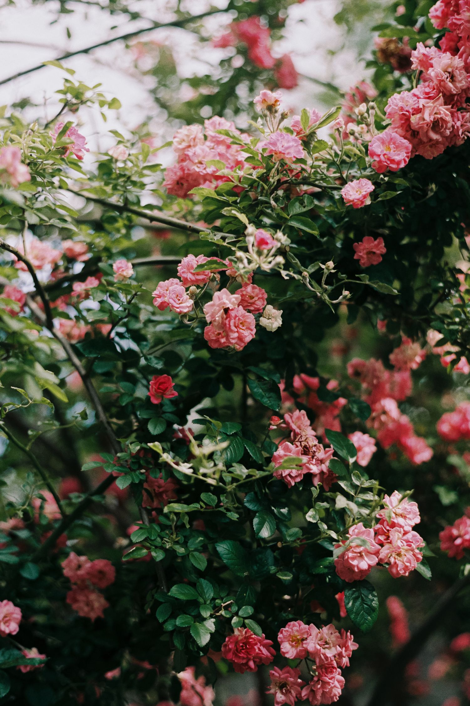 Lush climbing pink roses in full bloom cascading over garden branches in soft light.