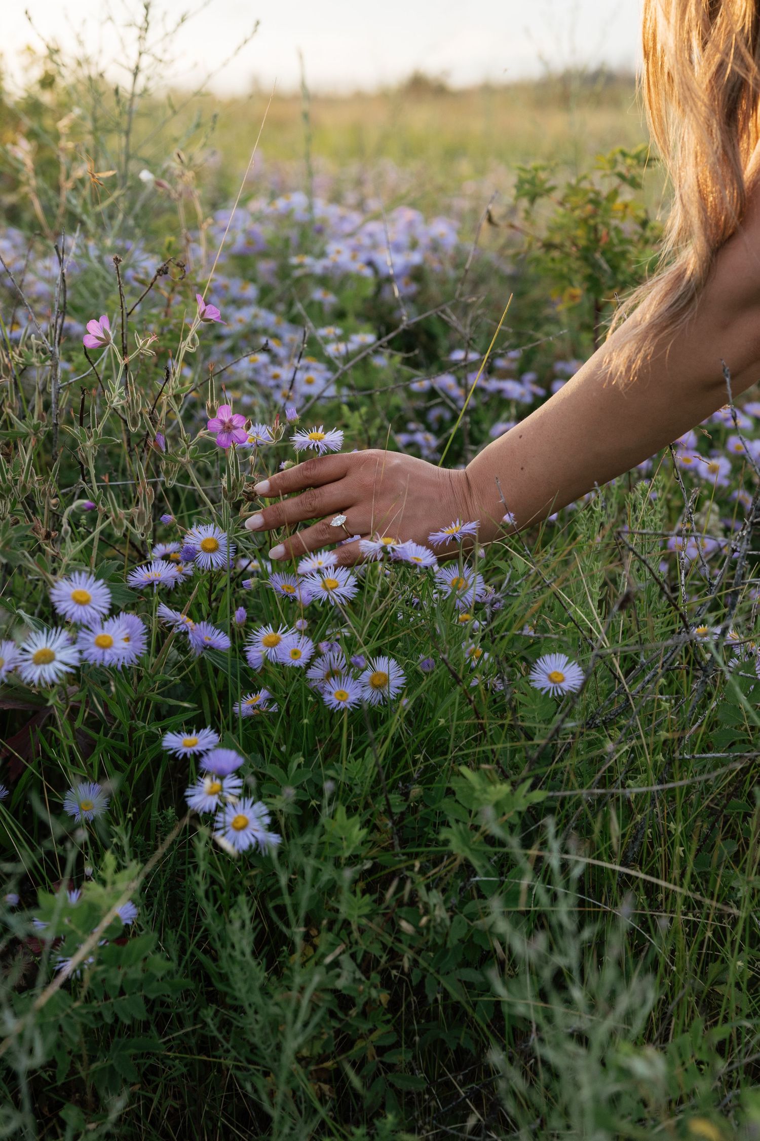 Woman's hand gently touching purple daisy wildflowers in a sunlit meadow field during golden hour.