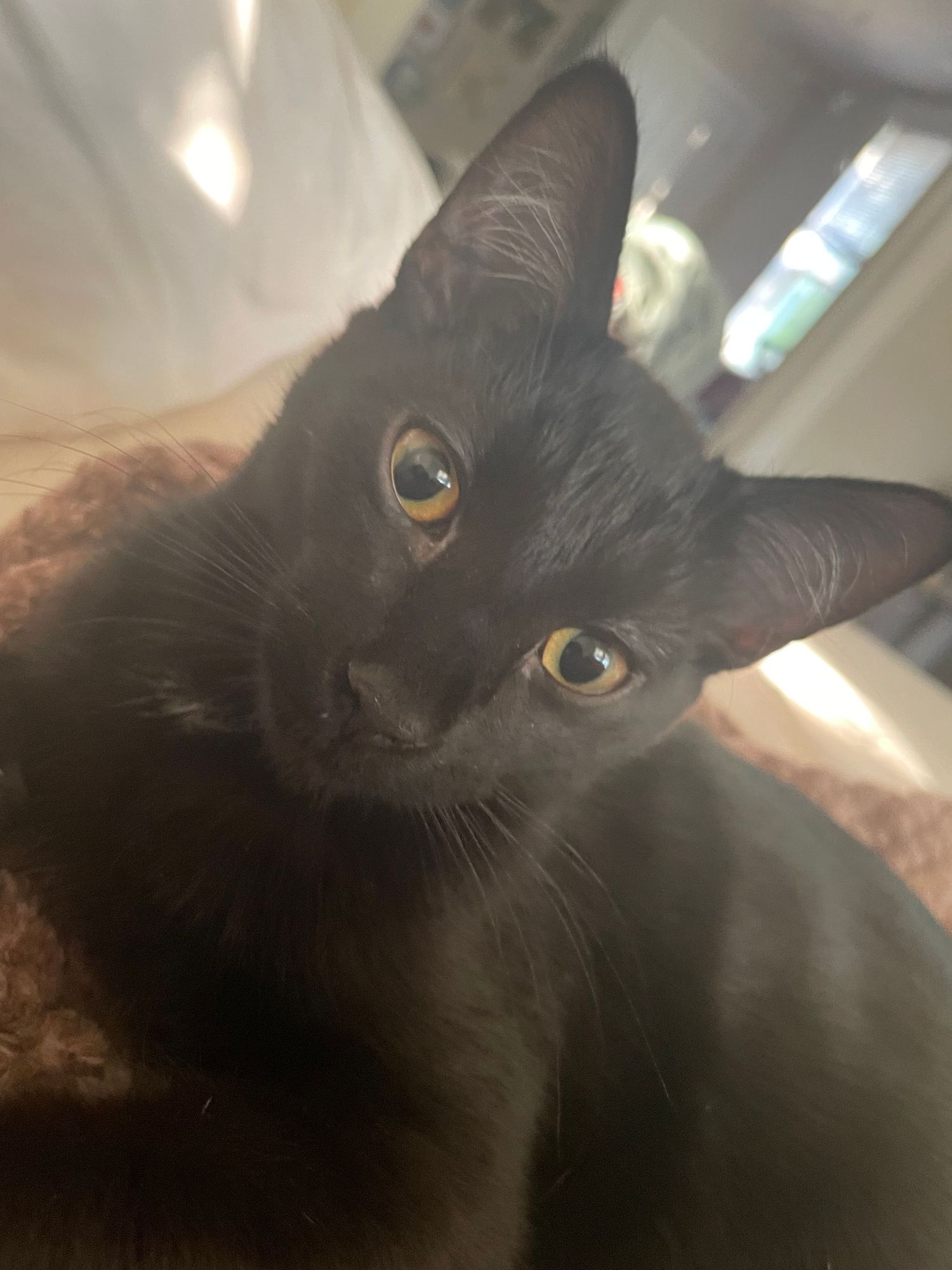 A close-up series of a black cat's face showing different angles with bright yellow eyes in natural lighting.