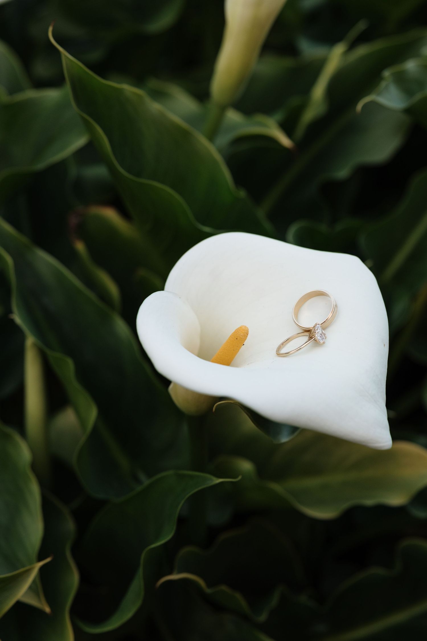 White calla lily flowers with delicate petals against dark green foliage in a garden setting.