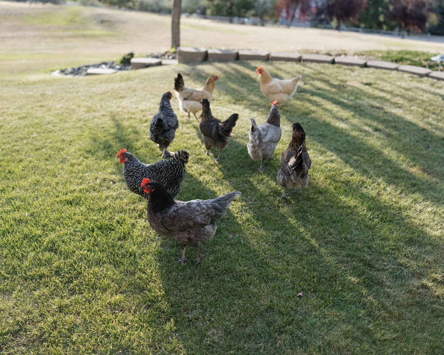 Group of colorful chickens foraging on green grass in a backyard setting.