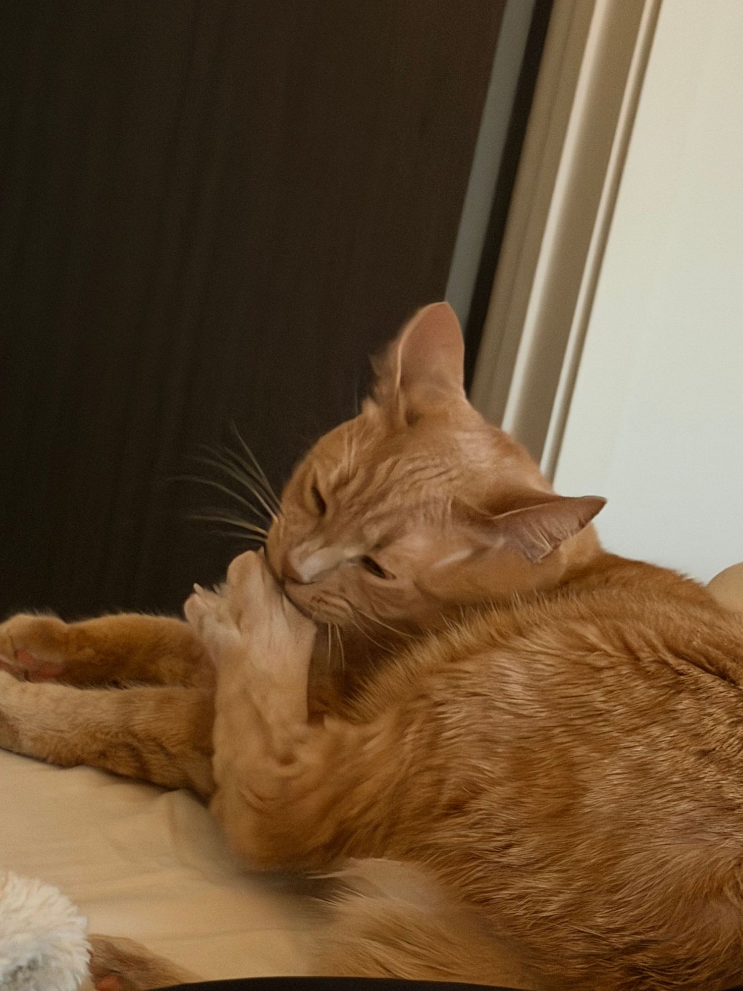 Orange tabby cat lounges peacefully by a sunny window, stretching out in a relaxed pose.