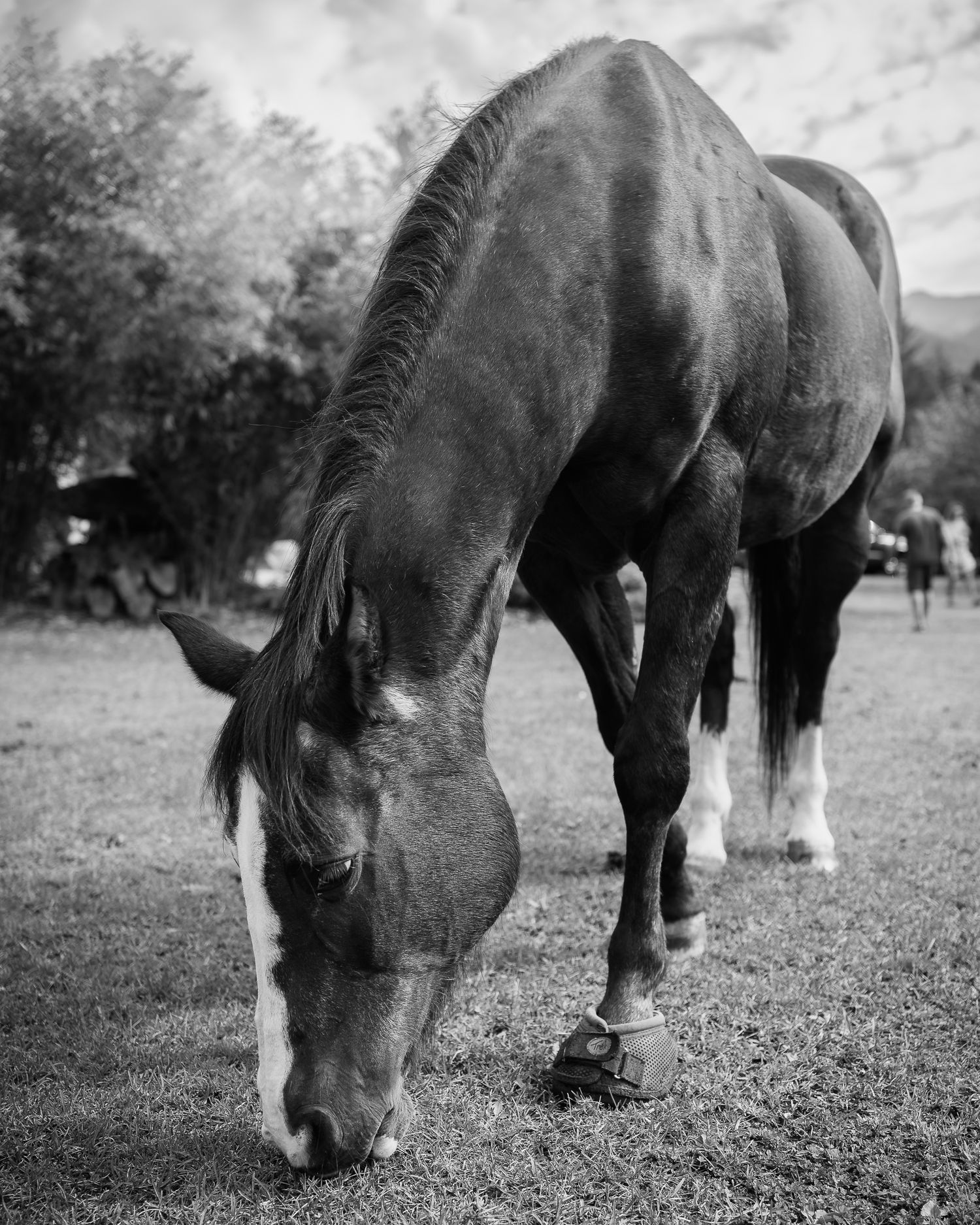 Black and white documentary photography of horse grazing at rural venue