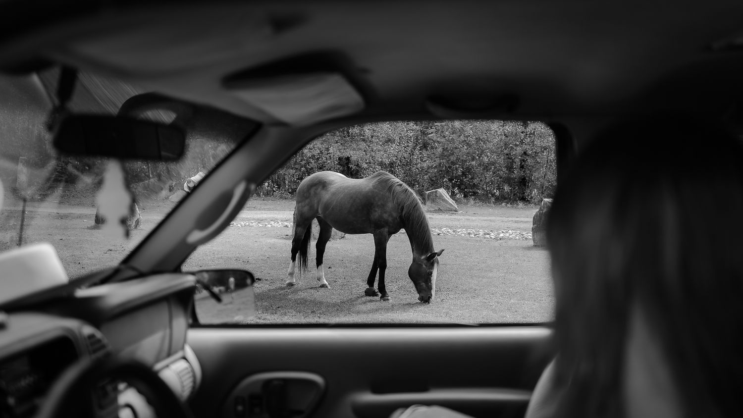 Black and white candid shot of horse grazing seen through truck window