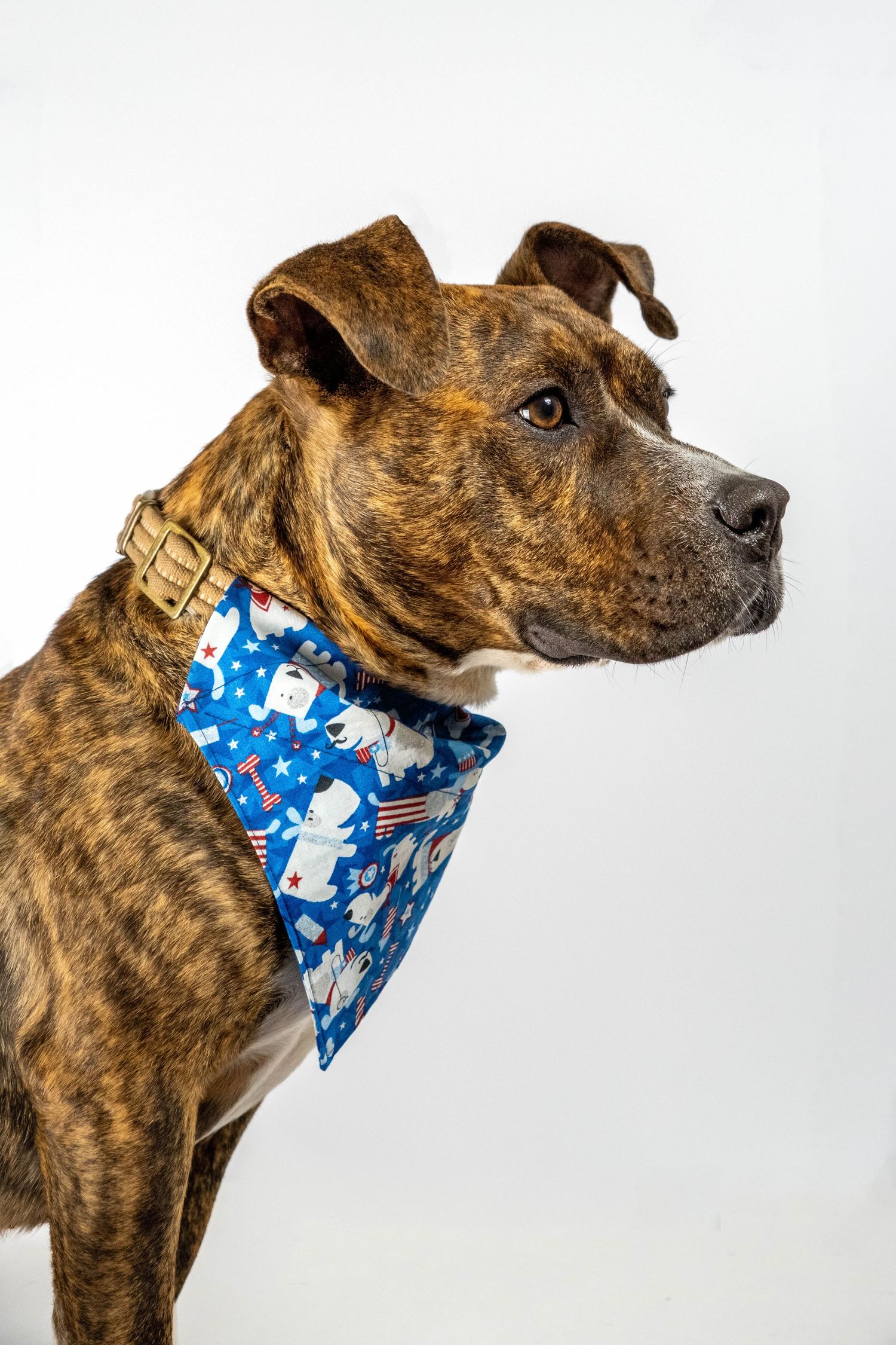 a dog looking stoic