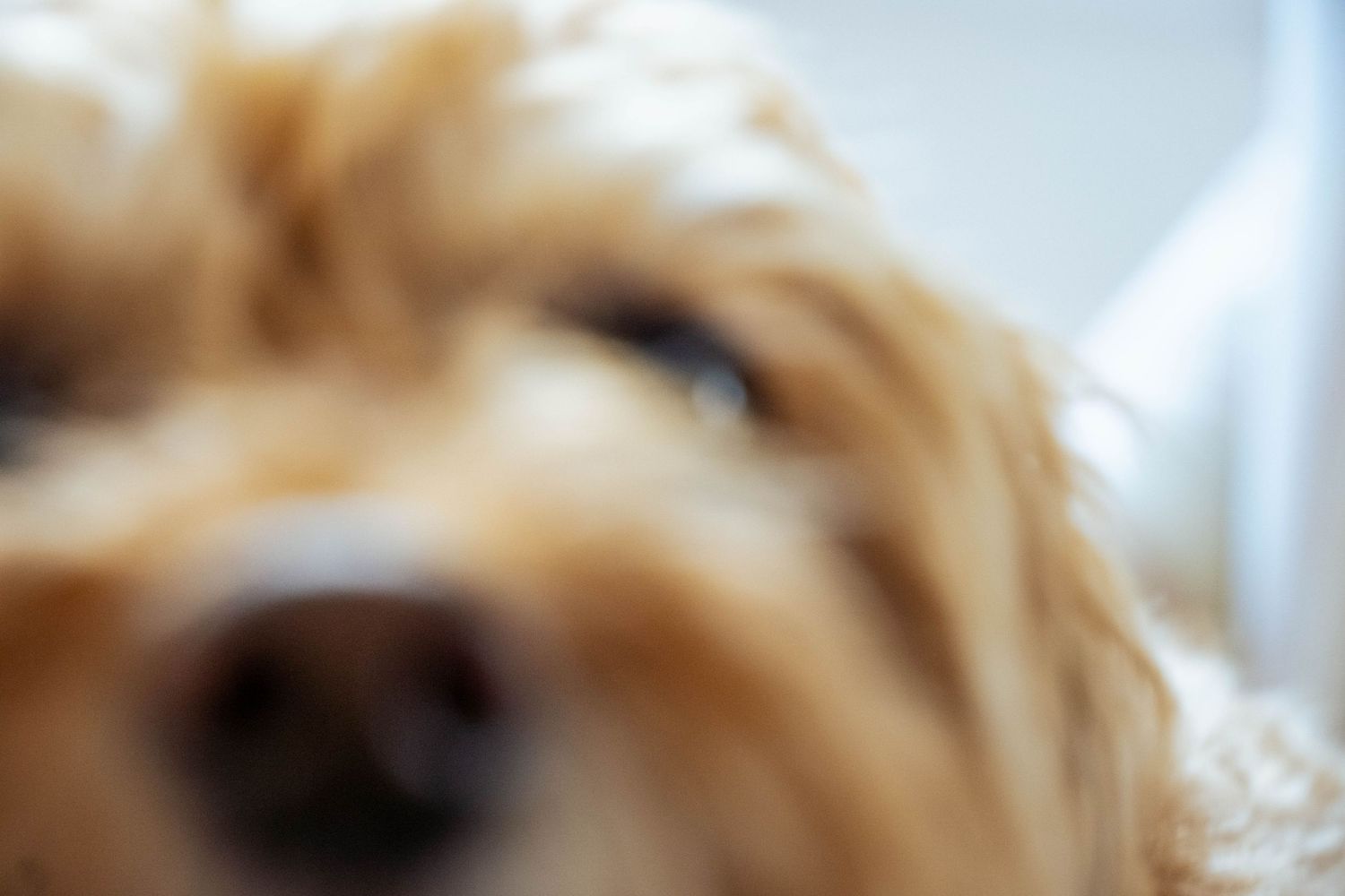 a dog close to the camera