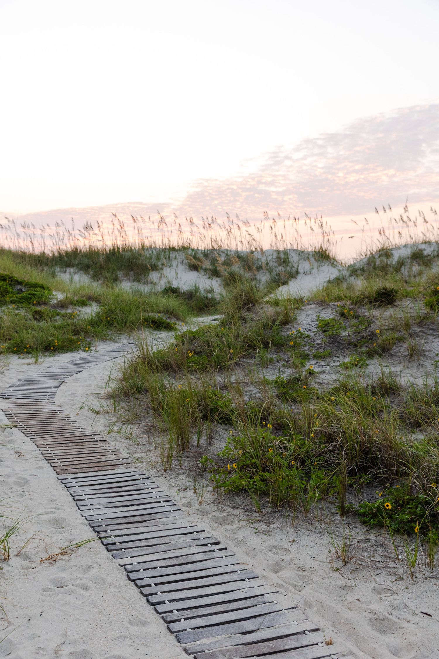 Wooden boardwalk path winding through sandy beach dunes with sea oats at sunset.