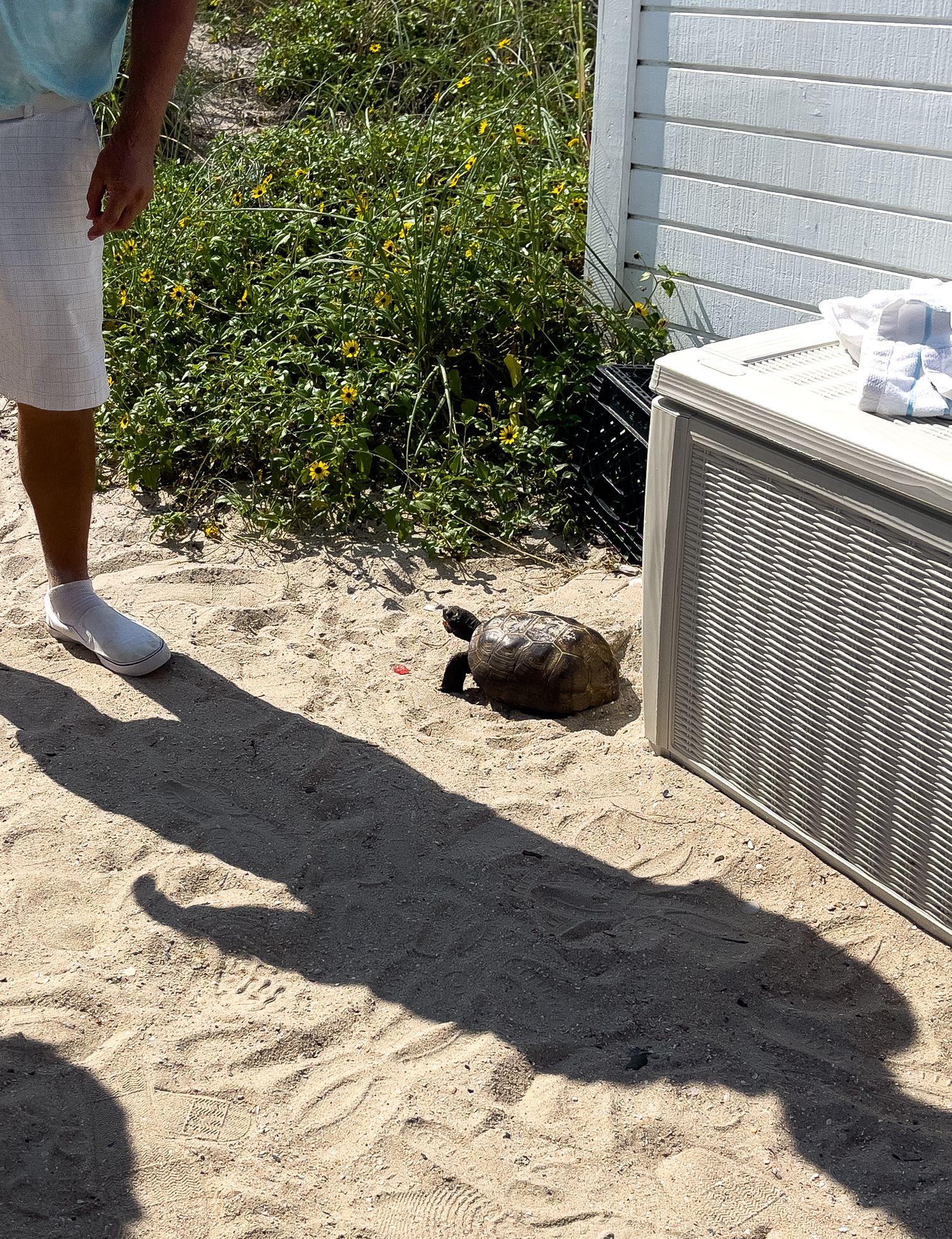 A gray cat lounges on sandy ground next to an air conditioning unit while a person stands nearby in the sunlight.