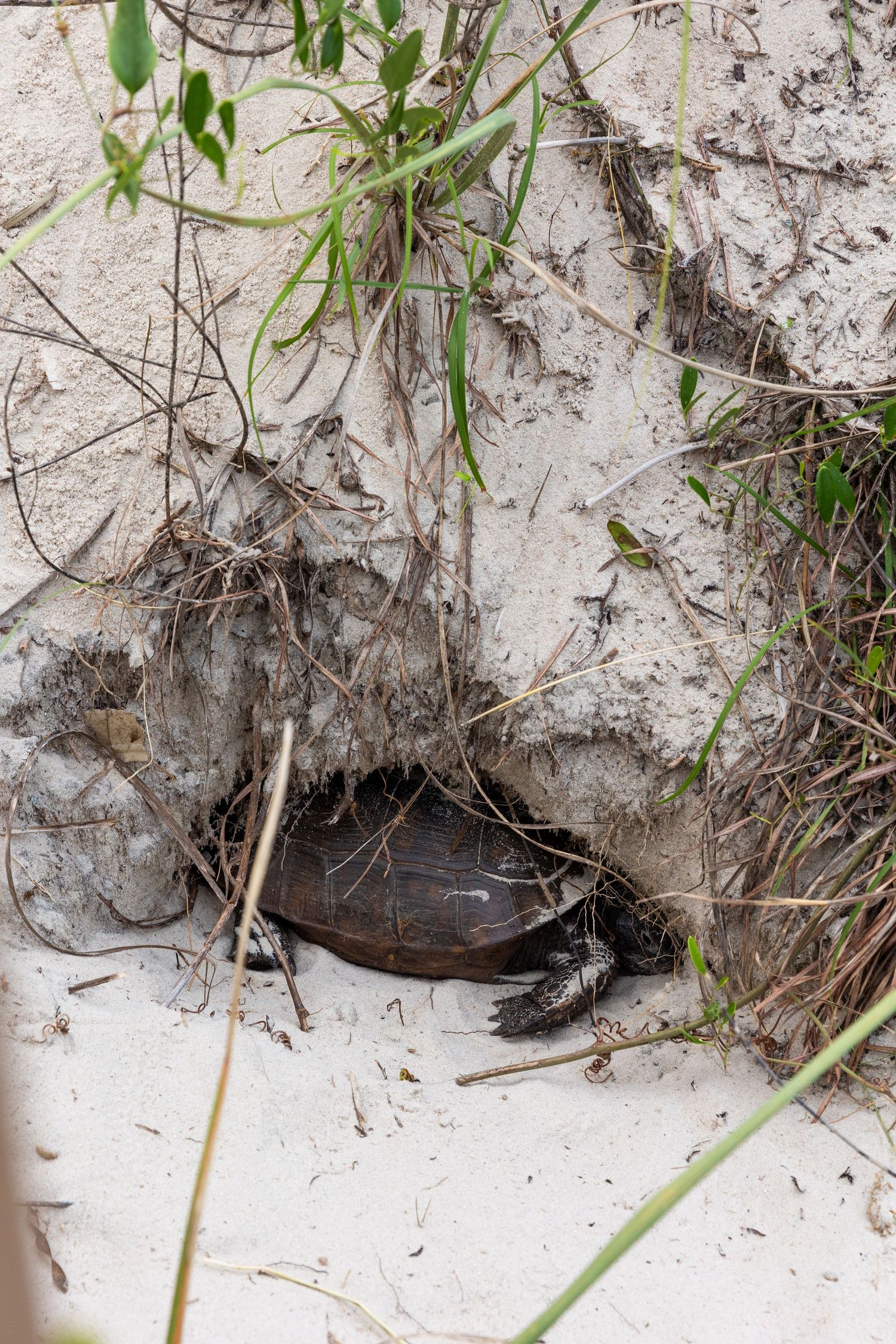 A sea turtle digs a deep nest hole in sandy beach soil surrounded by green vegetation and roots.