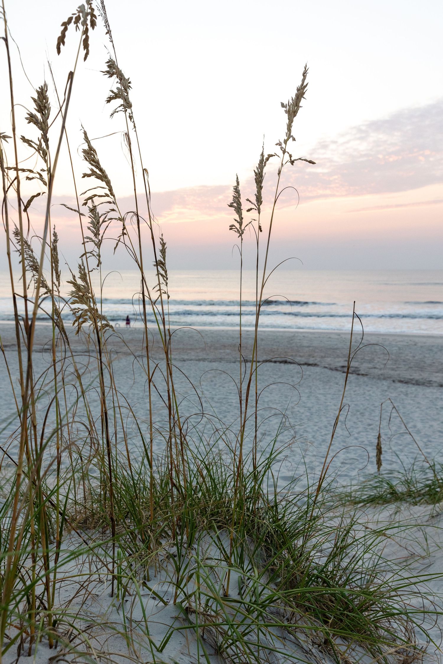 Sea oats sway in the breeze on a peaceful beach at sunset with gentle waves rolling in on the horizon.