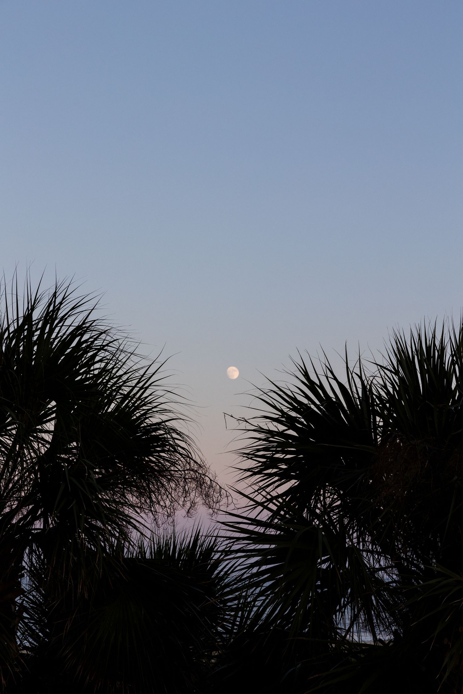 Full moon rises in twilight sky behind silhouetted palm tree fronds creating a tranquil tropical scene.