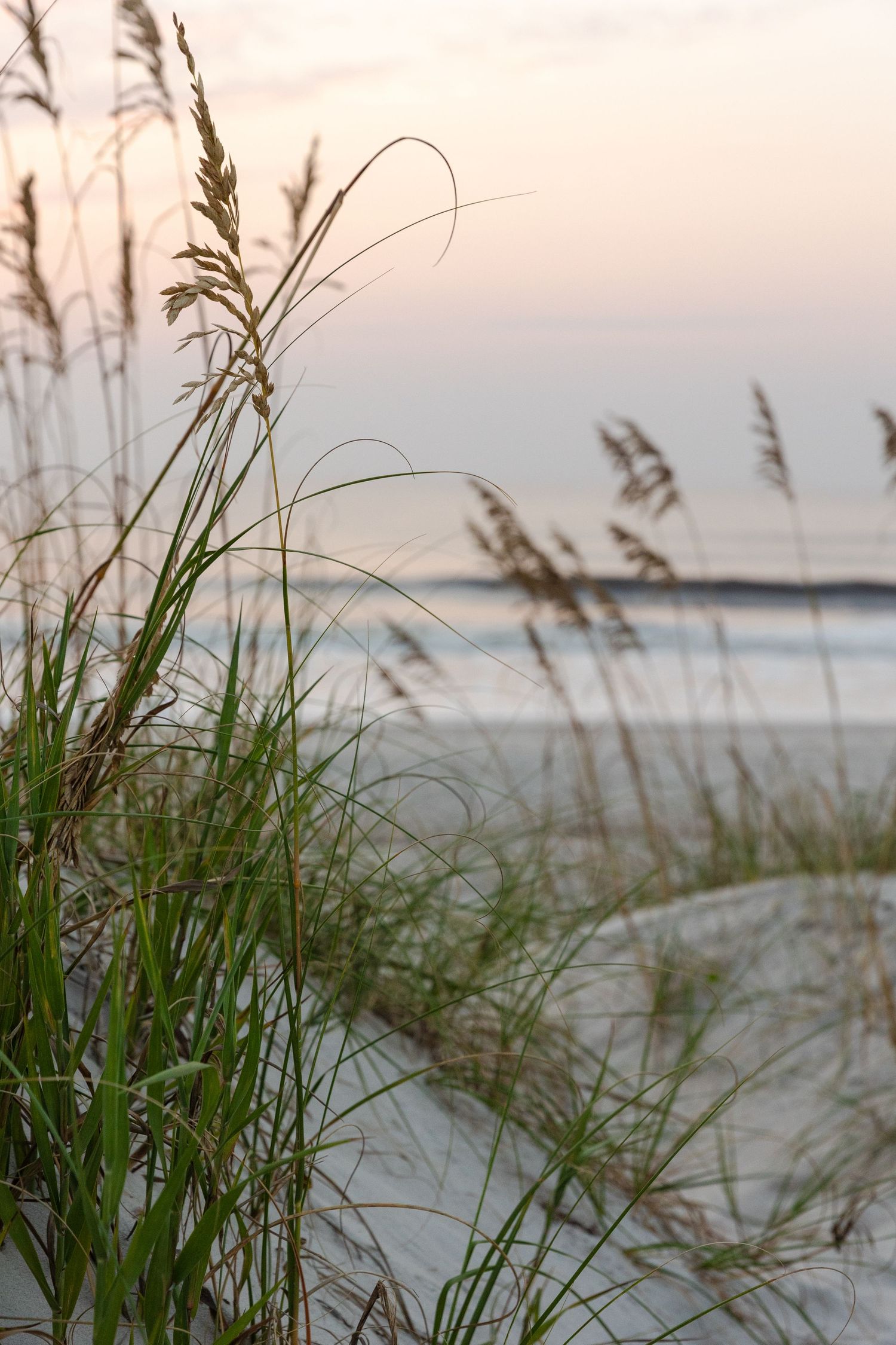 Sea oats and beach grass sway in the breeze along a sandy coastline at sunset with ocean waves in the background.