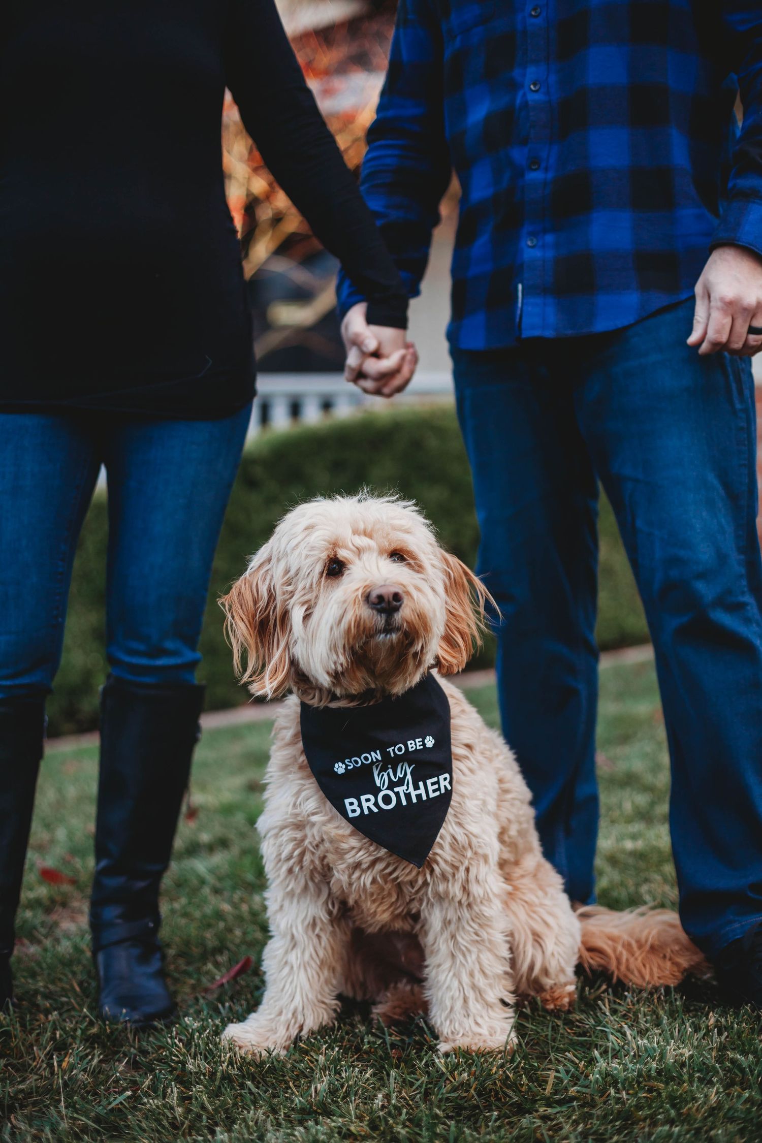 Golden doodle dog wearing Soon To Be Big Brother bandana sitting between couple holding hands.