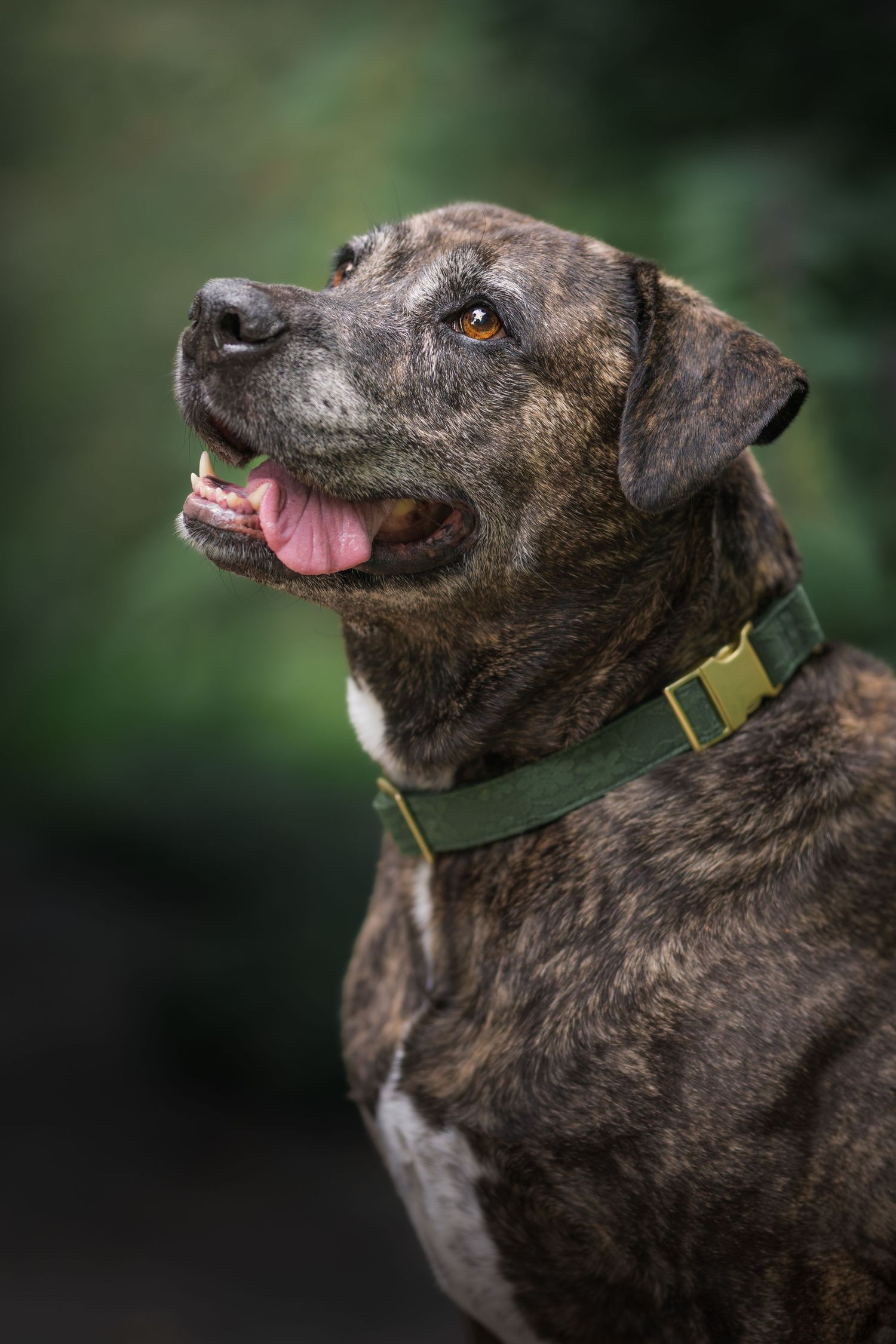 Brindle dog with green collar, mouth open and tongue out, looking up against a blurred green background.