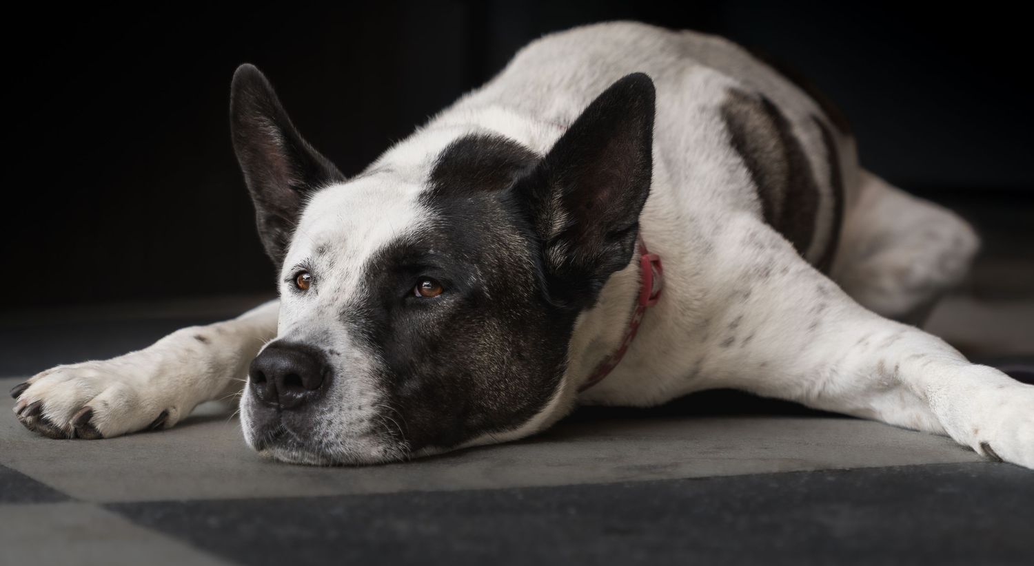 Close-up portrait of a black and white dog lying down against a dark background.