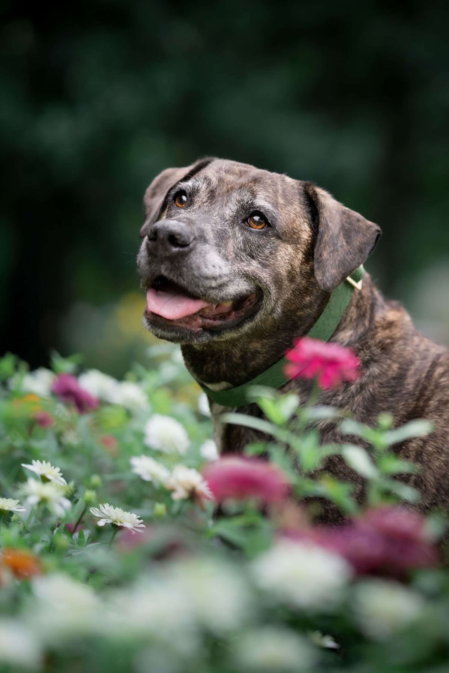 Brindle dog with green collar sitting among colorful zinnia flowers in a lush garden, tongue out and looking up.