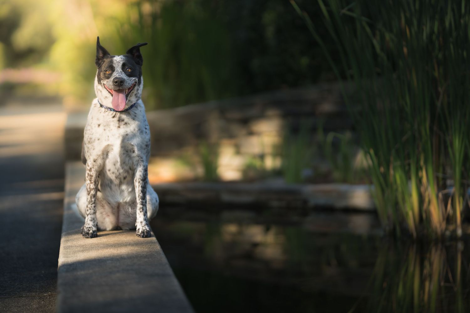 A spotted dog sits on a wooden bridge beside a calm pond surrounded by lush green reeds in natural light.