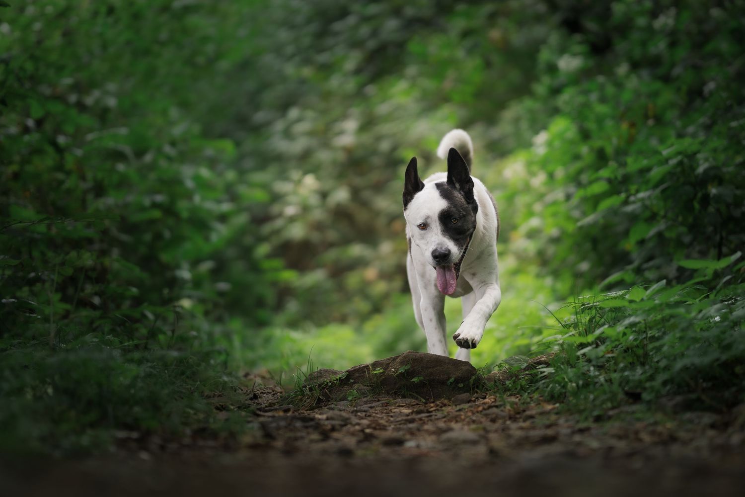 Black and white dog running joyfully down a lush green forest trail with tongue out.