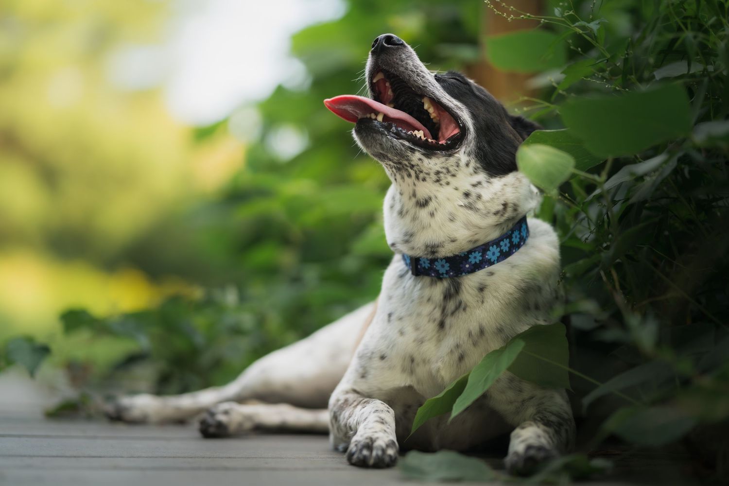 A spotted dog with a blue collar lies on a wooden deck, mouth open, surrounded by lush green foliage.