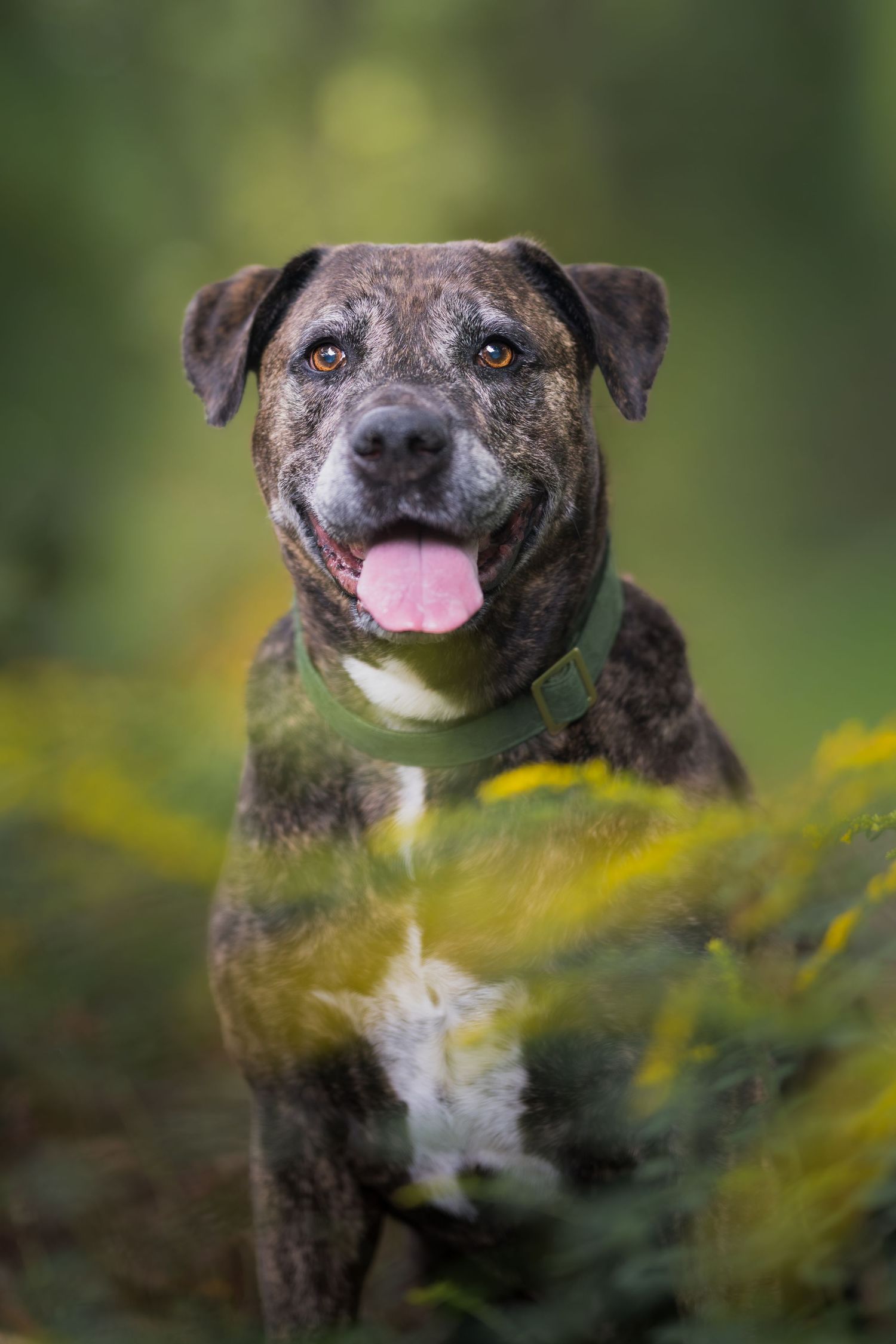 Brindle dog with green collar sitting outdoors among yellow wildflowers with tongue out, bokeh green background.