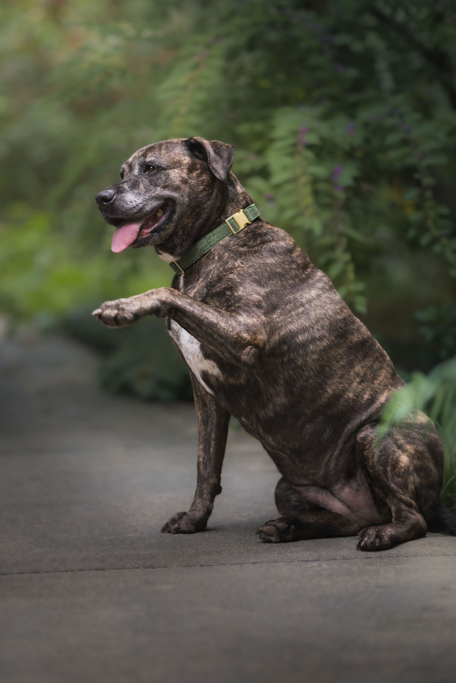 Brindle Staffordshire Bull Terrier sitting on path with paw raised, wearing green collar, tongue out, green foliage background.
