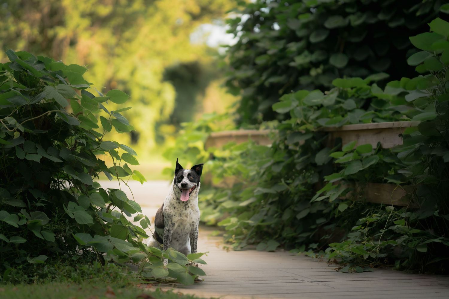 A happy dog sits on a wooden path surrounded by lush green foliage in a sunlit garden.