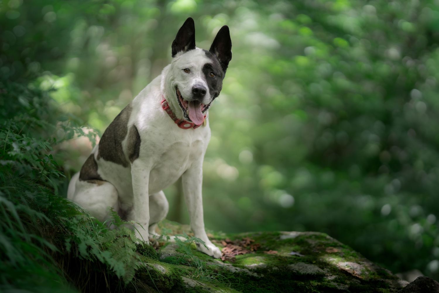 Black and white dog sitting happily on a mossy log in a vibrant green forest.