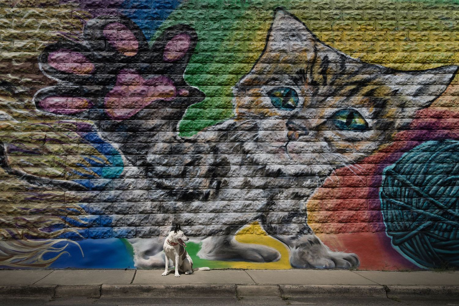 Black and white dog sitting beneath a colorful mural of a giant cat.