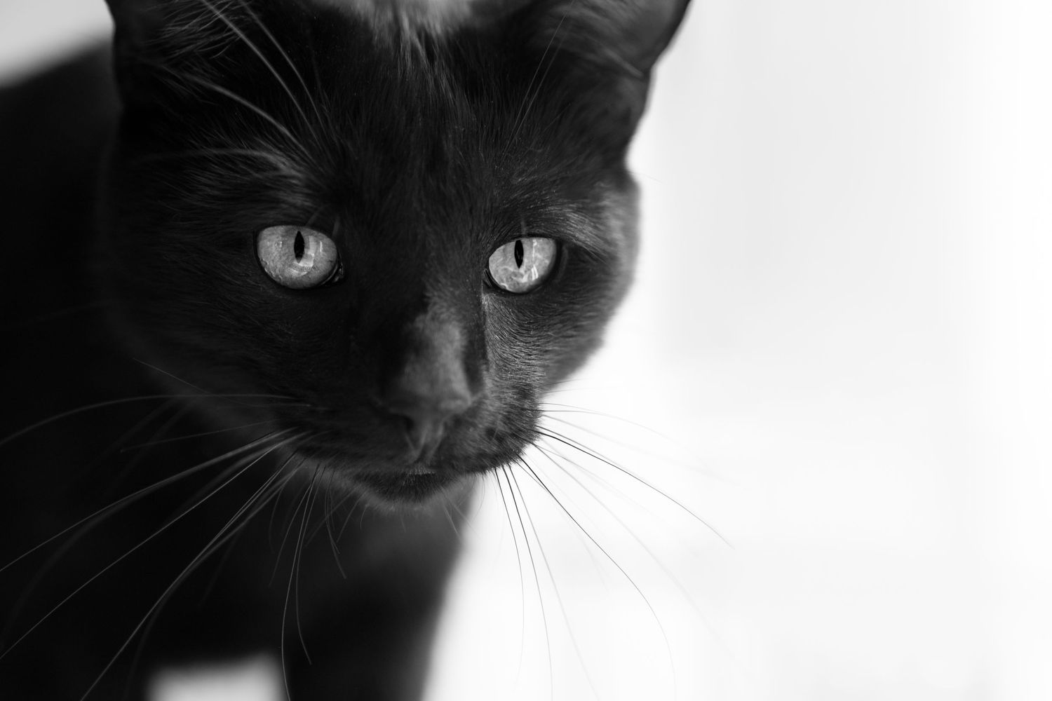 Black and white close-up portrait of a black cat with striking light-colored eyes.