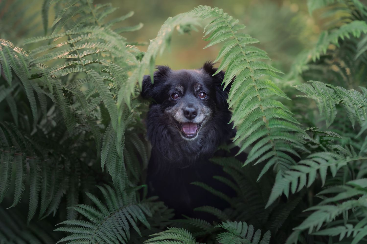A happy black dog peers through lush green fern leaves in a forest setting.