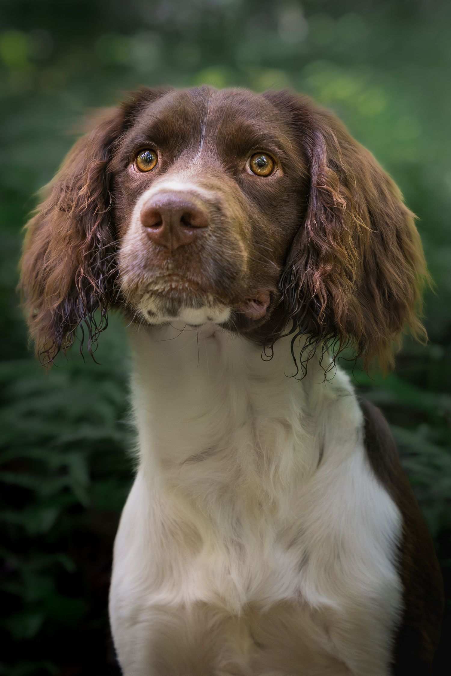 Close-up portrait of a brown and white dog surrounded by soft green foliage.