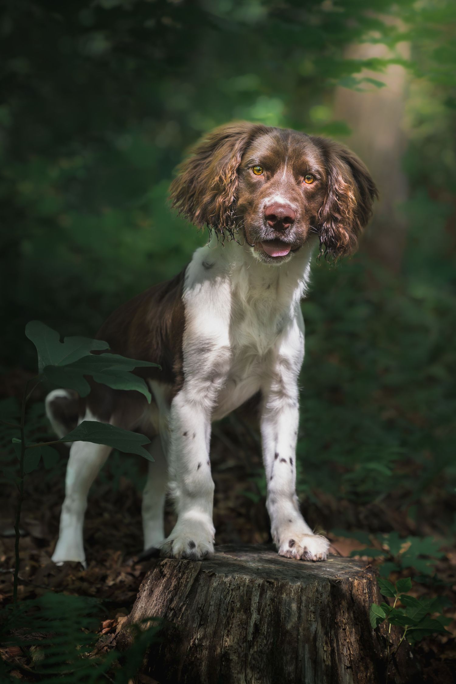 Brown and white dog standing on a tree stump surrounded by lush forest greenery.